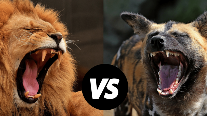 Lion vs. Hyena