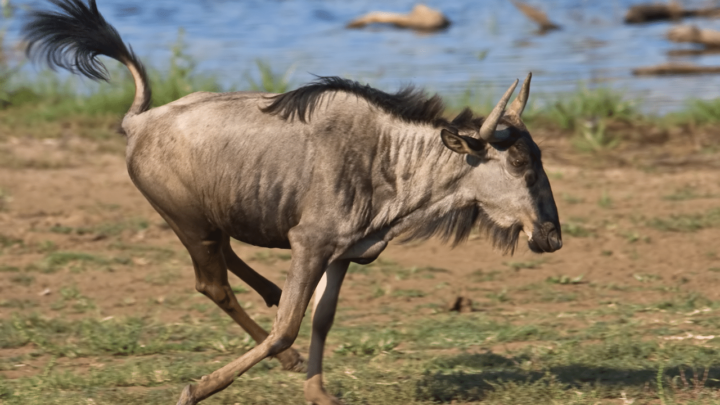 Lions Prey on Wildebeests