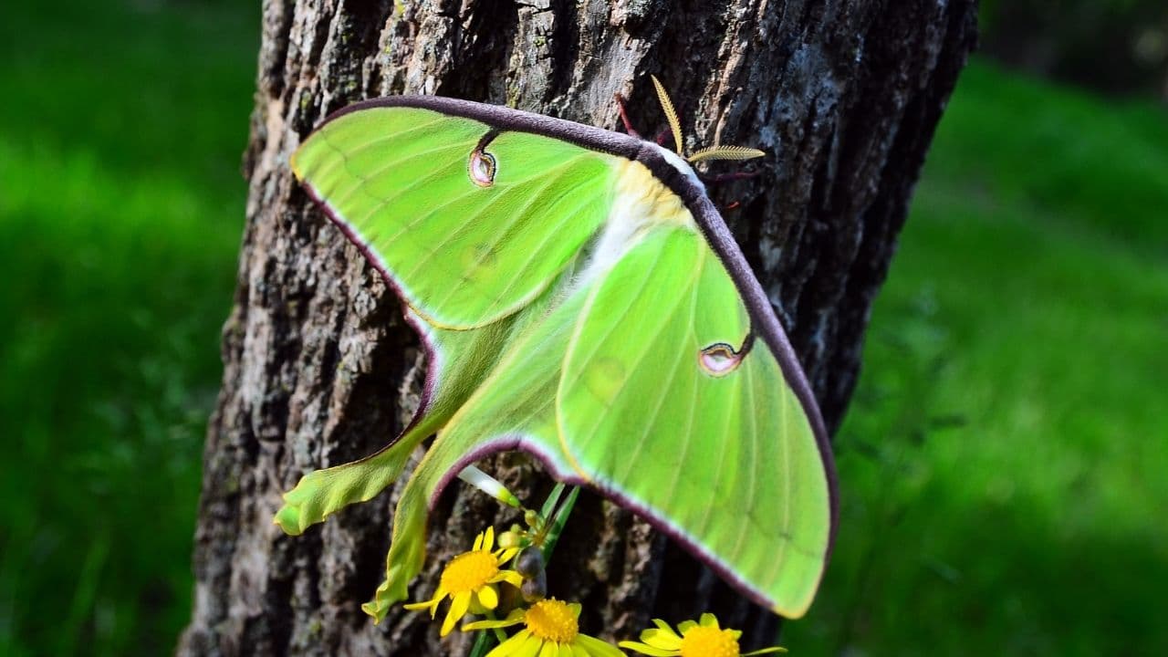 Luna Moths