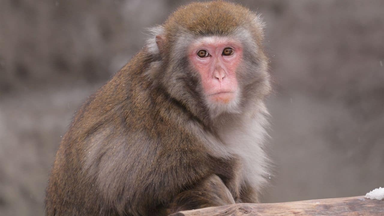 Macaques