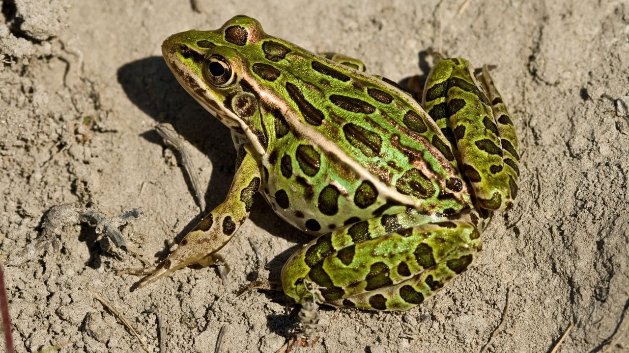 Northern Leopard Frog