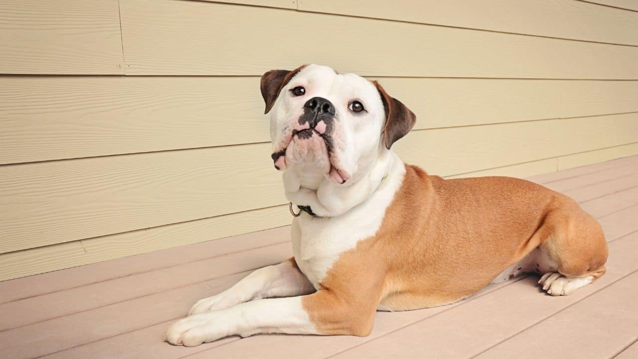 Olde English Bulldogge