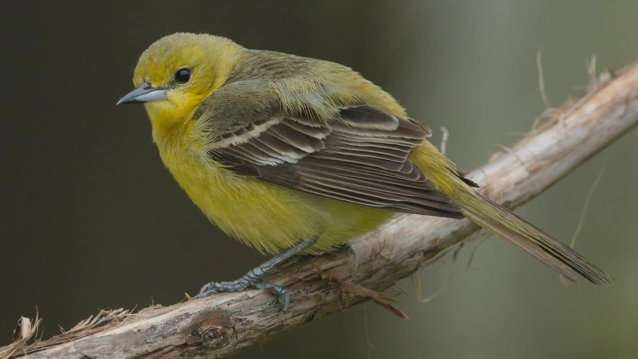 Orchard Oriole