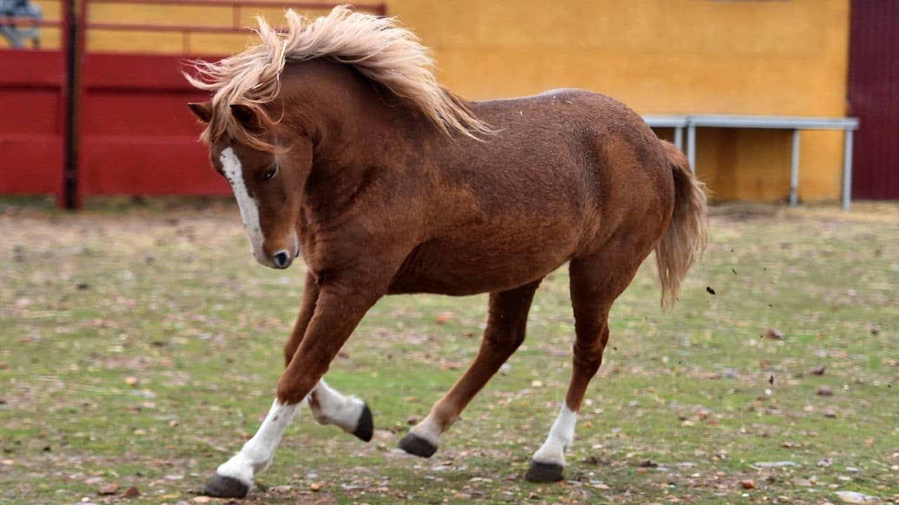 Percheron