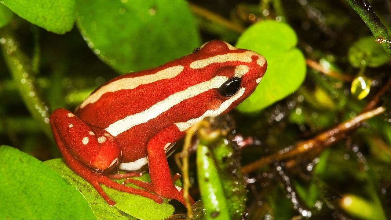 Phantasmal Poison Frog