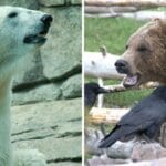Polar Bear vs Grizzly Bear — Who Would Win