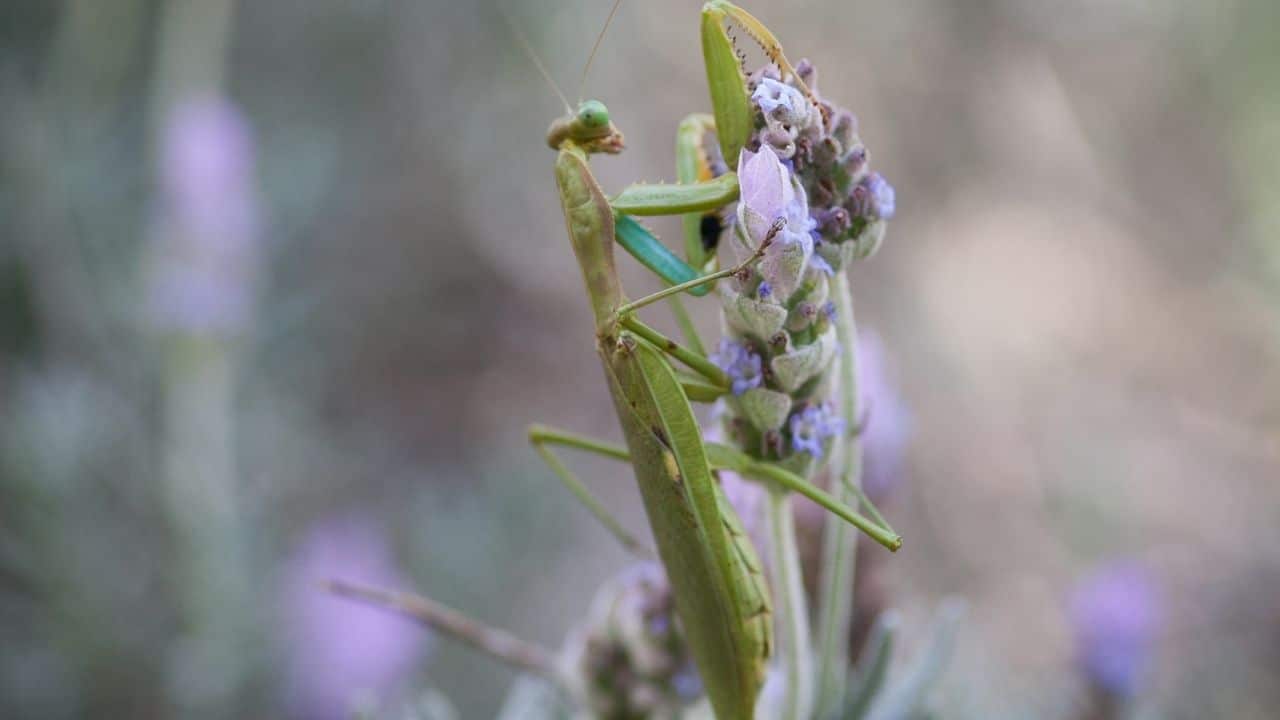 Praying Mantises