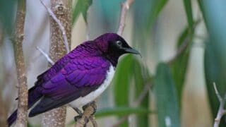 Purple Bird Breeds