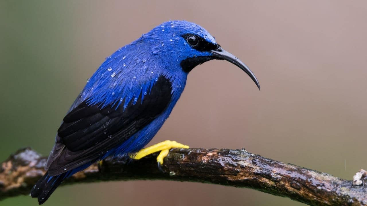 Purple Honeycreeper