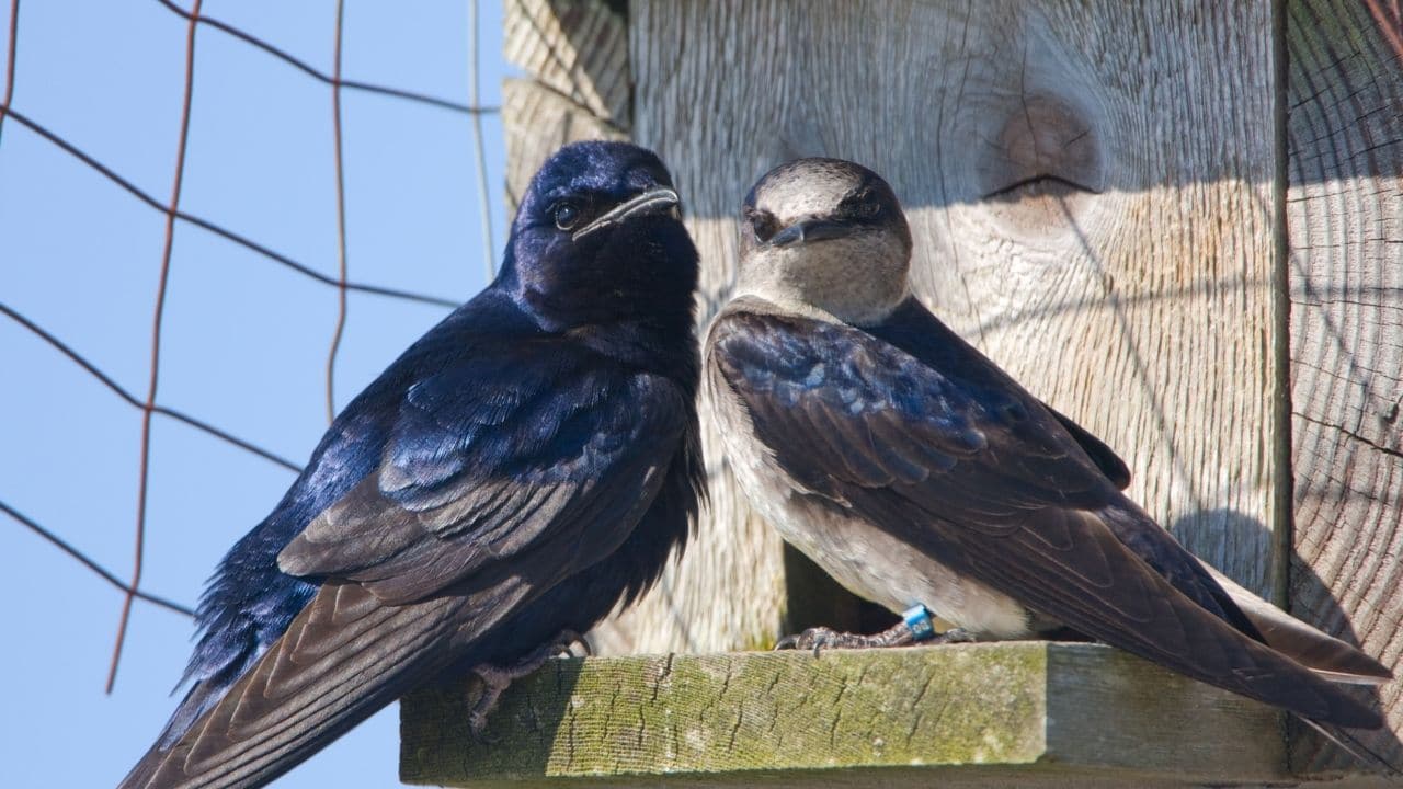 Purple Martin