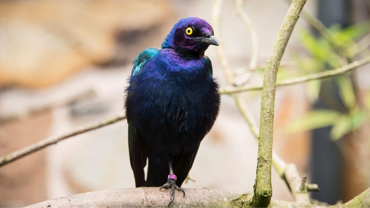 Purple Starling