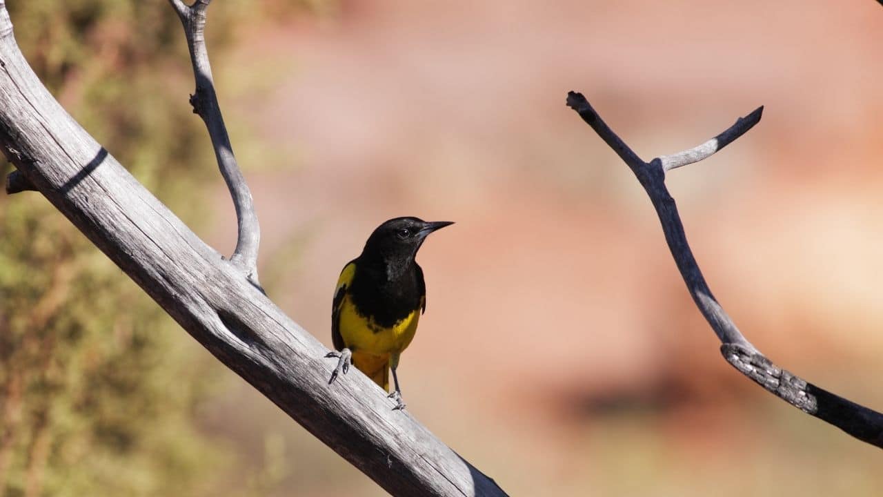 Scott's Oriole