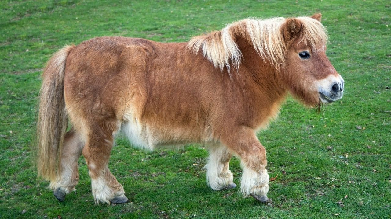 Shetland Pony