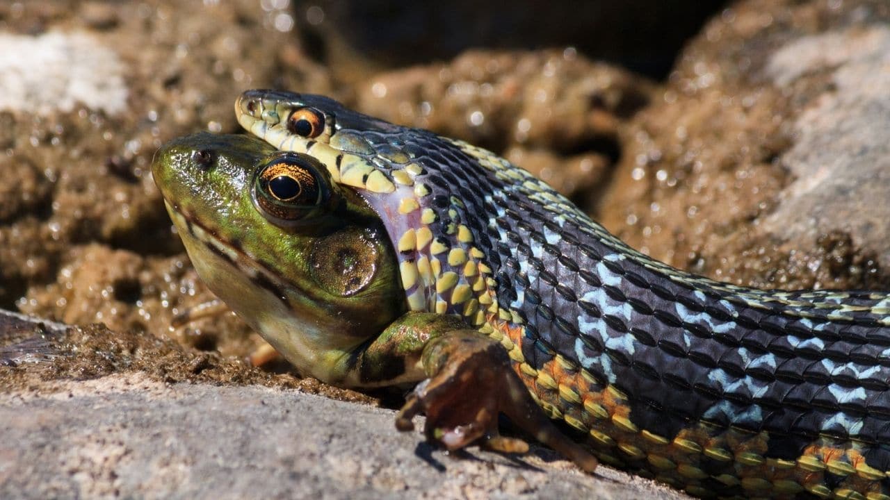 Snakes Eating Frogs