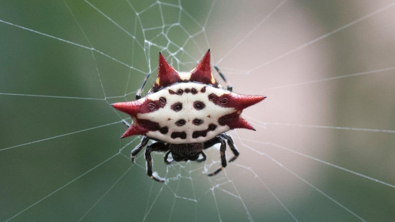 Spiny Orb Weaver