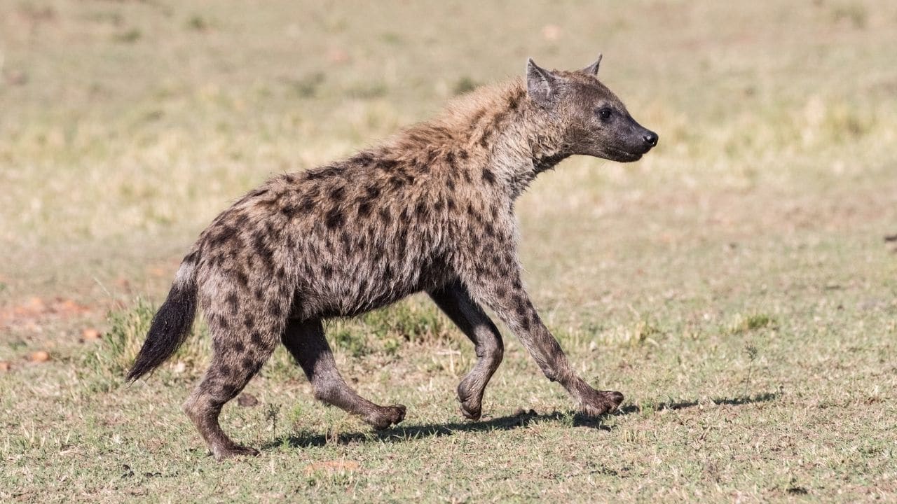 Spotted Hyena