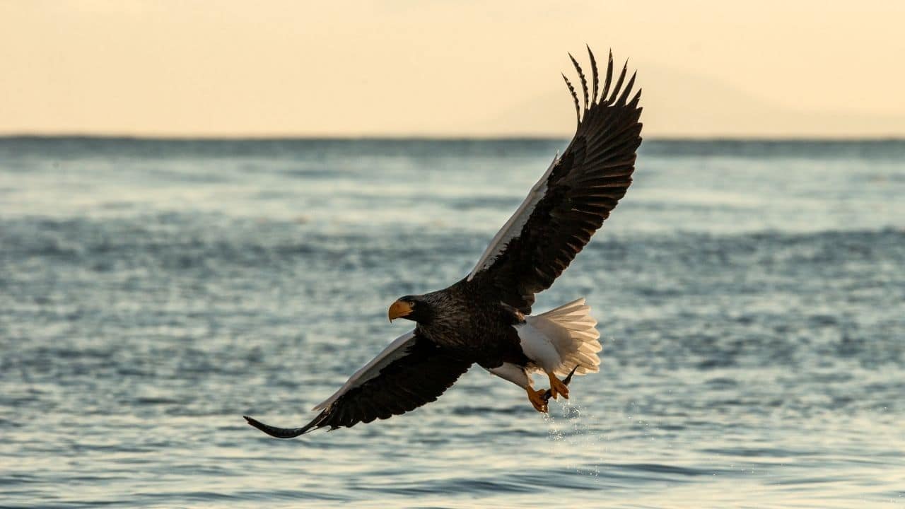 Steller’s Sea Eagle