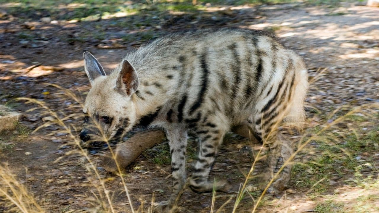 Striped Hyenas