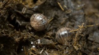 Terrestrial Isopods