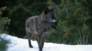 The Biggest Wolf Breed