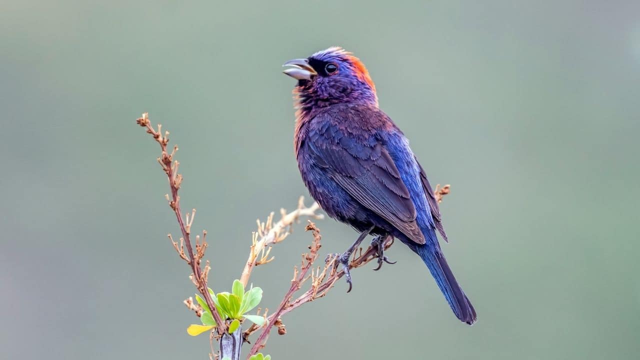 Varied Bunting