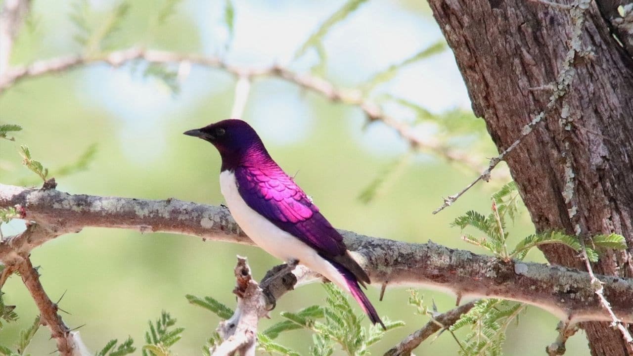 Violet-backed Starling