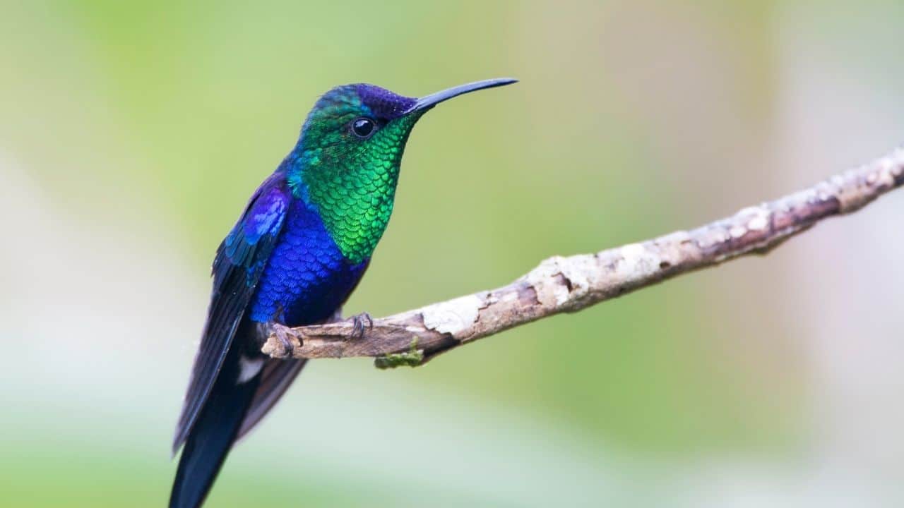 Violet-crowned Woodnymph