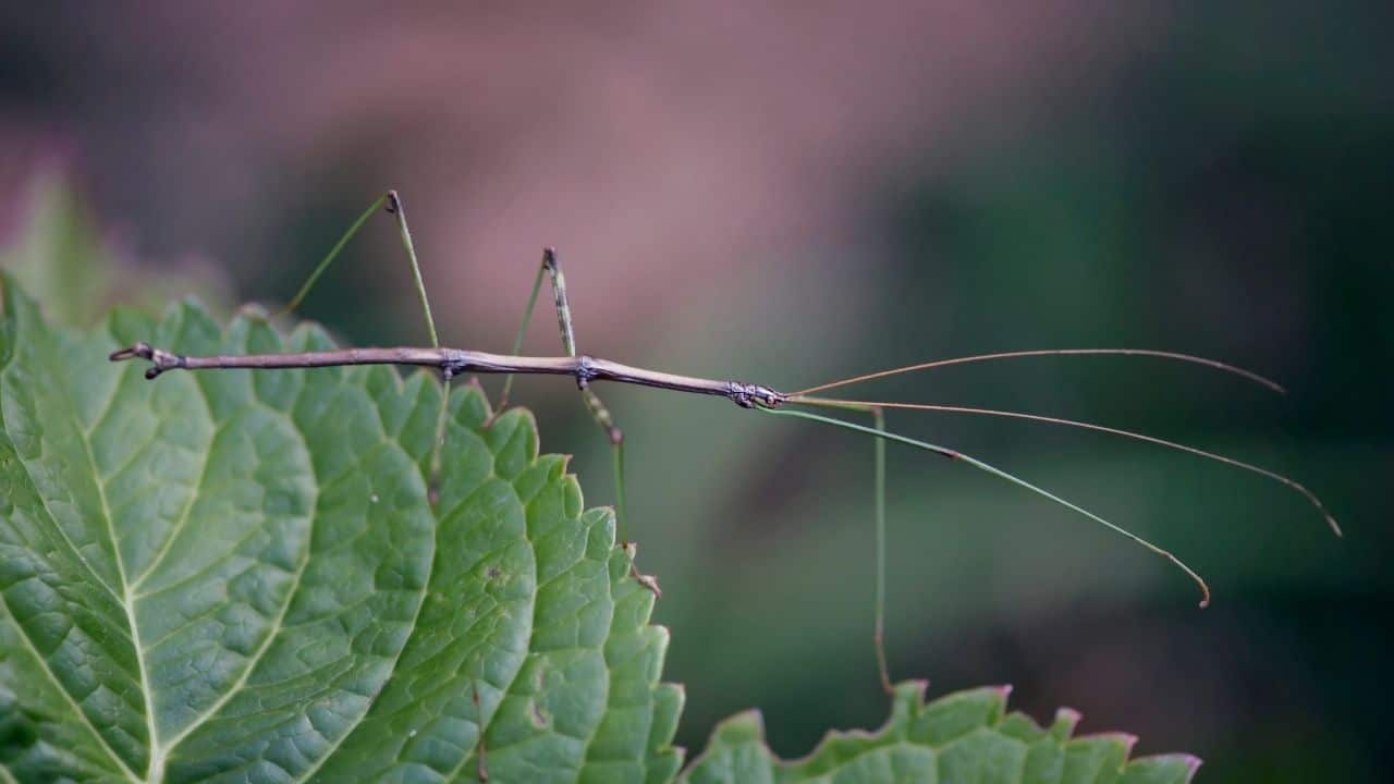 Walking Sticks