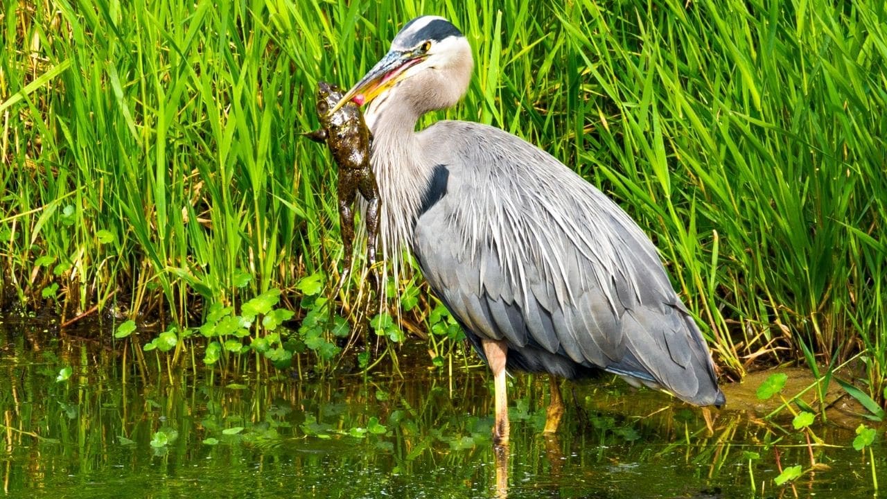 Water Birds