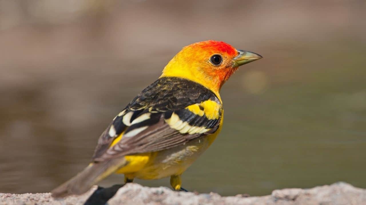 Western Tanager