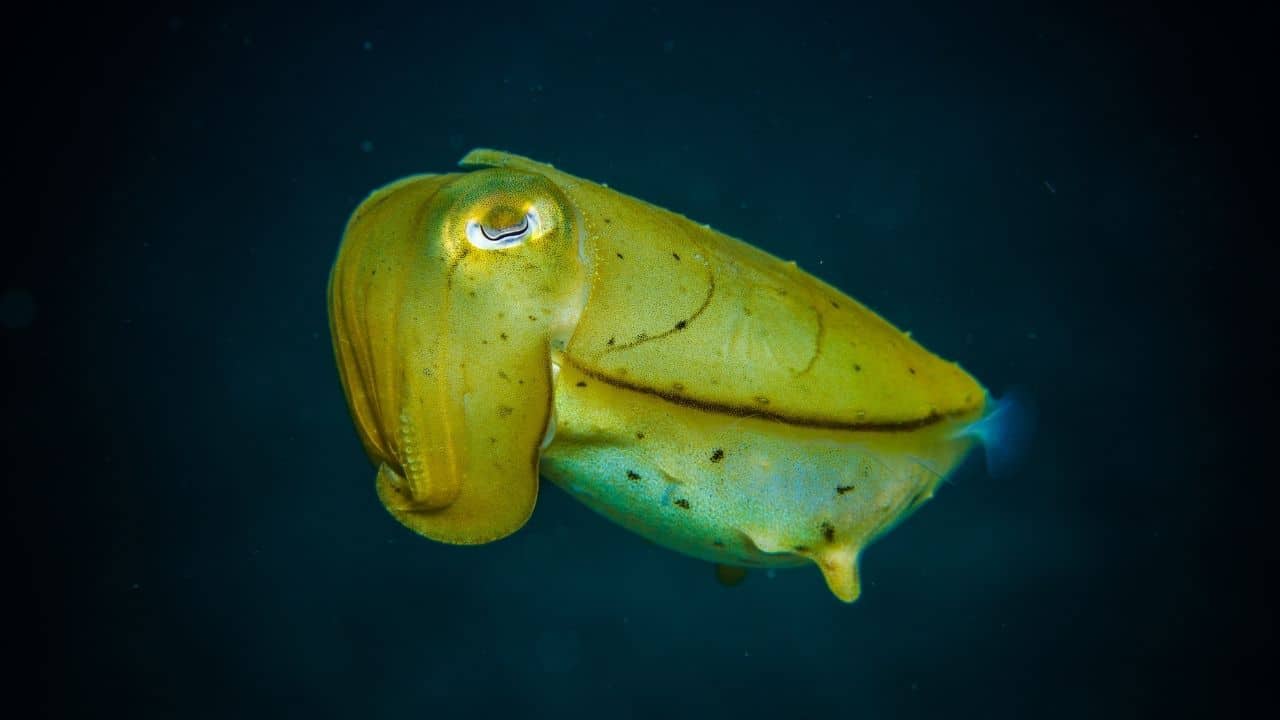 What Animal Has The Largest Eyes? Ooh! What Animal Has The Largest Eyes? Ooh!