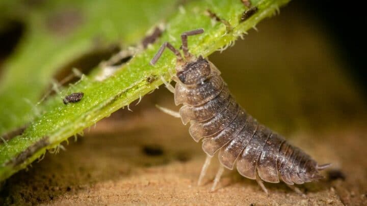 What Are Isopods? Aha!