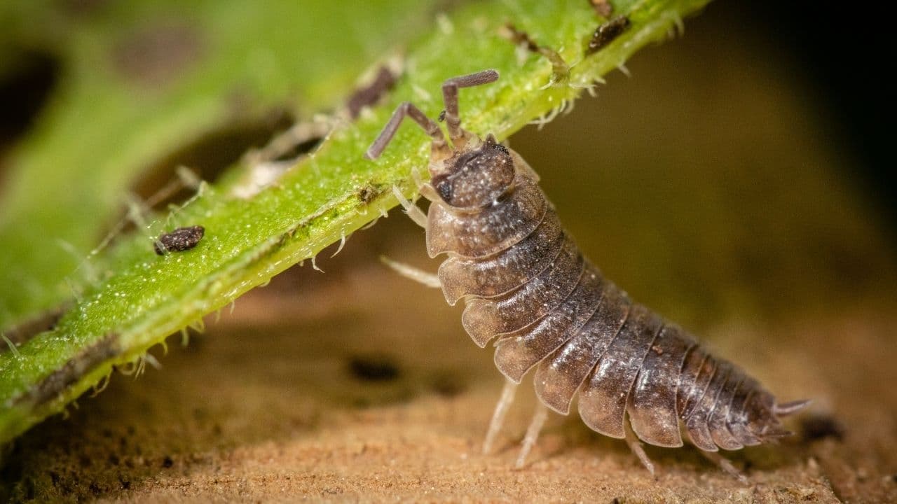 breeding-isopods-basic-tips-you-should-know