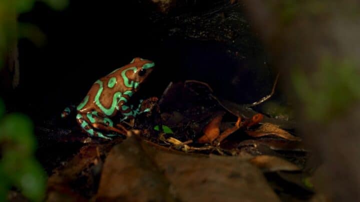 What Colors Frogs Are — Amazing!