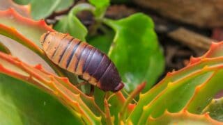 What Do Isopods Eat