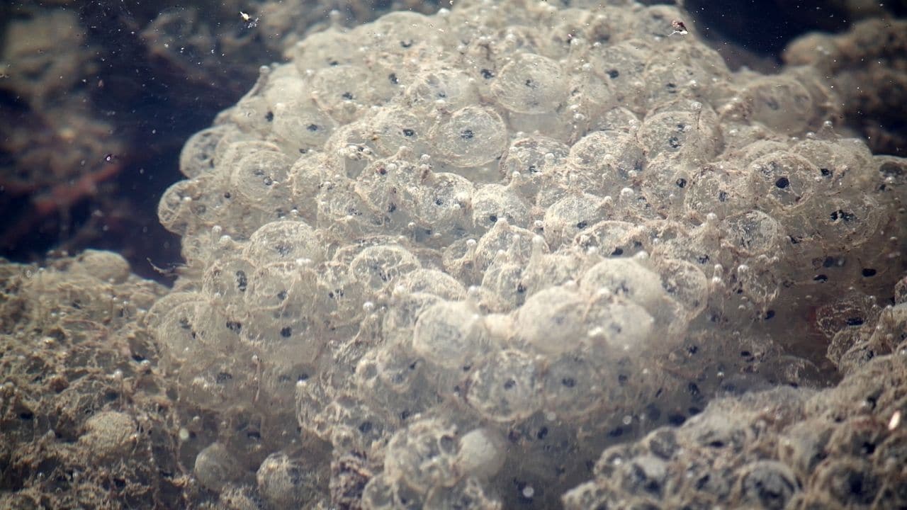 What Frog Eggs Look Like Whoah!