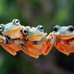What Frogs Symbolize
