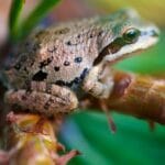 What Pacific Tree Frogs Eat