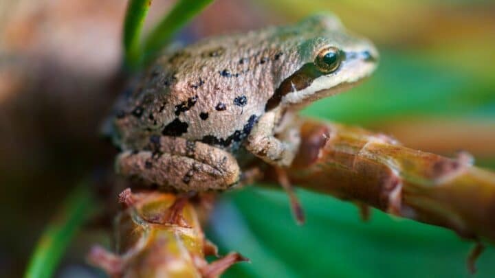 What Pacific Tree Frogs Eat? Yum!