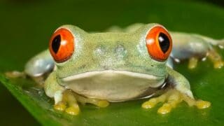 What Red Eye Tree Frogs Eat