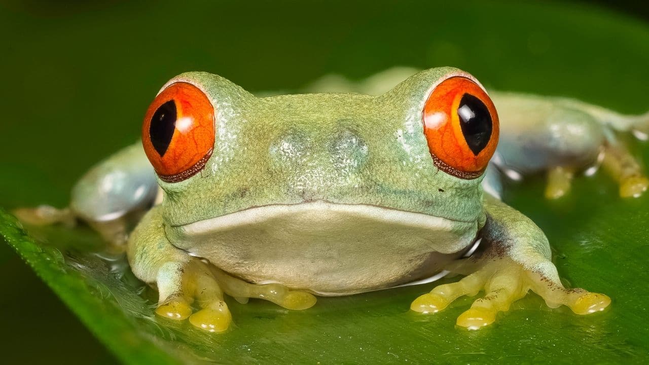 red eyed tree frog habitat