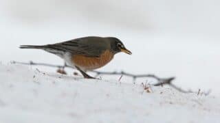 What Robins Eat In The Winter