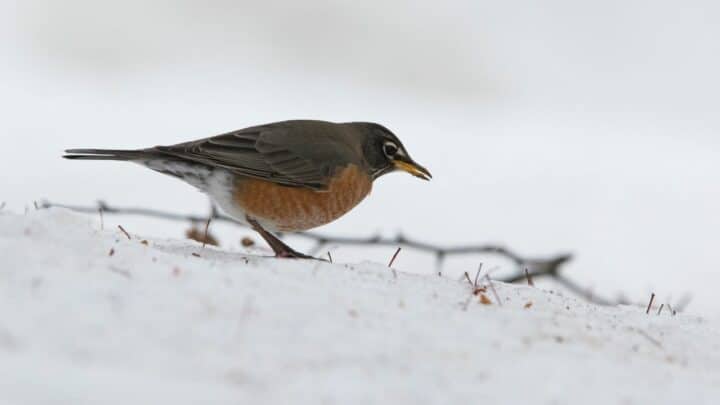 What Robins Eat In The Winter — The Answer!