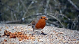 What to Feed Robins