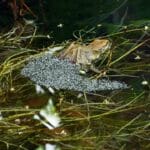 When Do Frogs Lay Eggs