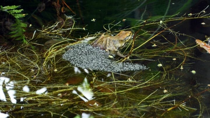 When Frogs Lay Eggs – Everything You Want to Know!