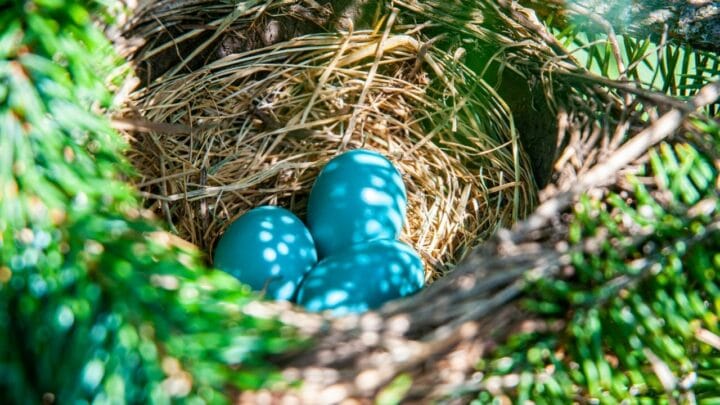 When Robins Lay Eggs — Wow!