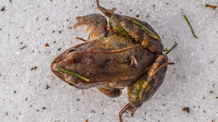 Where Frogs Go in the Winter — Do You Know?