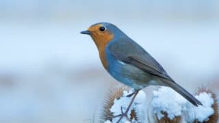 Where Robins Go in the Winter