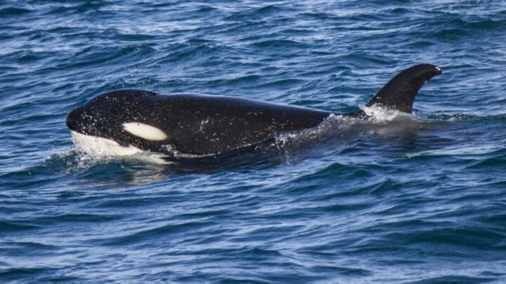 Where Killer Whales Eyes Are Located — Ooh, There They Are!